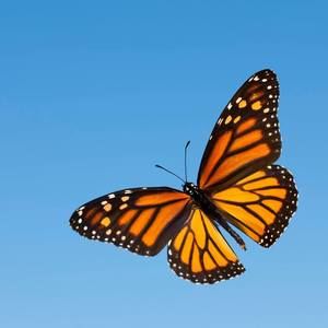 Meet your Posher, Lee